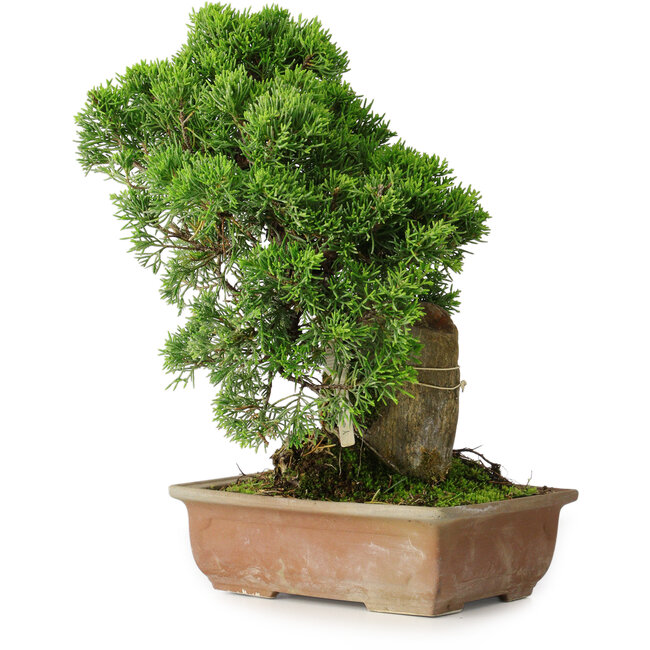 Juniperus chinensis Itoigawa, 27 cm, ± 9 años