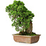 Juniperus chinensis Itoigawa, 27 cm, ± 9 Jahre alt