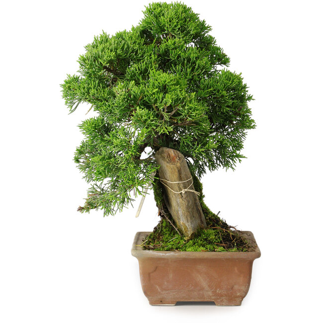 Juniperus chinensis Itoigawa, 27 cm, ± 9 años