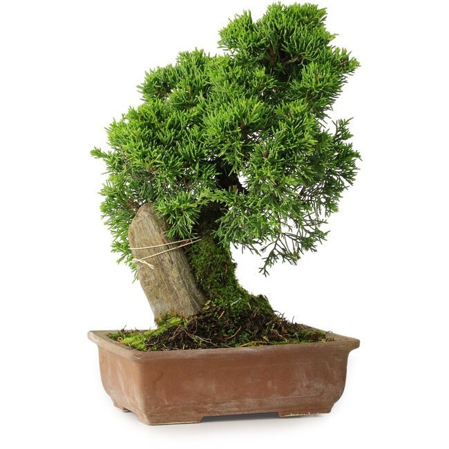 Juniperus chinensis Itoigawa, 27 cm, ± 9 anni