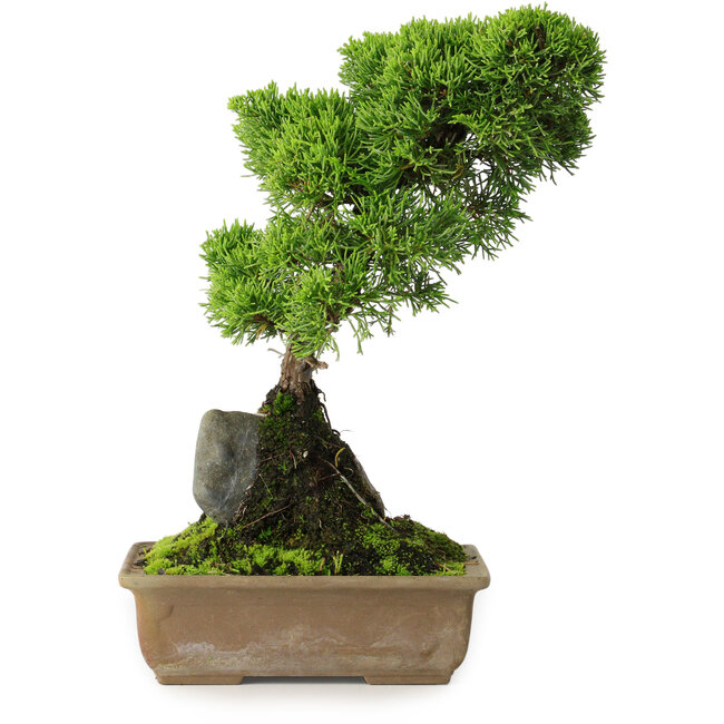 Juniperus chinensis Itoigawa, 30 cm, ± 9 ans
