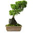 Juniperus chinensis Itoigawa, 30 cm, ± 9 years old