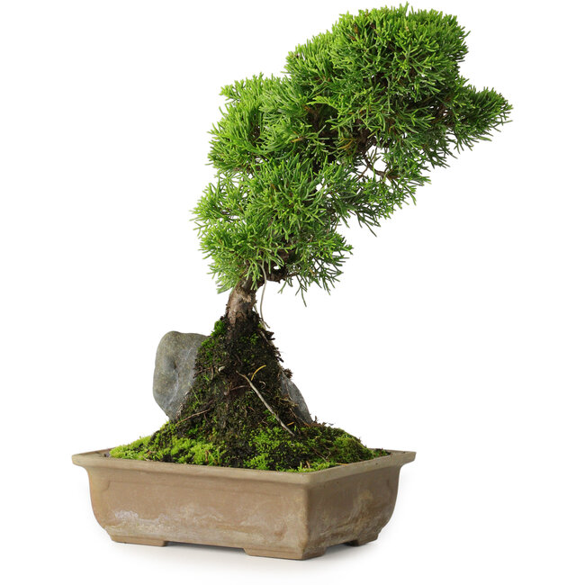 Juniperus chinensis Itoigawa, 30 cm, ± 9 jaar oud