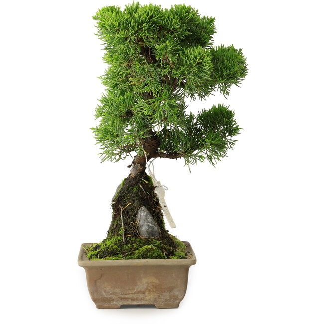Juniperus chinensis Itoigawa, 30 cm, ± 9 years old