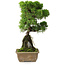 Juniperus chinensis Itoigawa, 30 cm, ± 9 years old