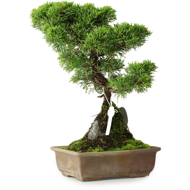 Juniperus chinensis Itoigawa, 30 cm, ± 9 ans