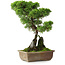 Juniperus chinensis Itoigawa, 30 cm, ± 9 years old