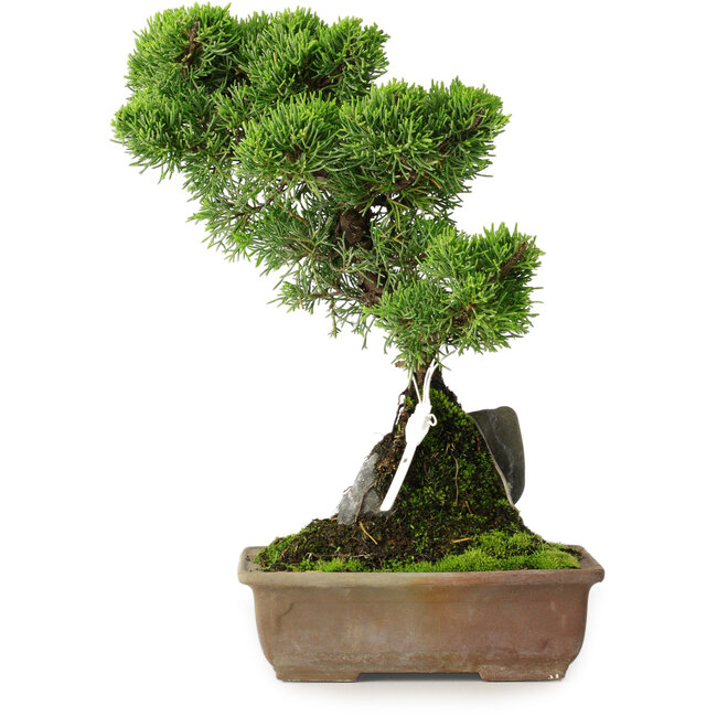 Juniperus chinensis Itoigawa, 30 cm, ± 9 Jahre alt