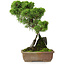 Juniperus chinensis Itoigawa, 30 cm, ± 9 years old