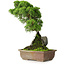 Juniperus chinensis Itoigawa, 30 cm, ± 9 ans