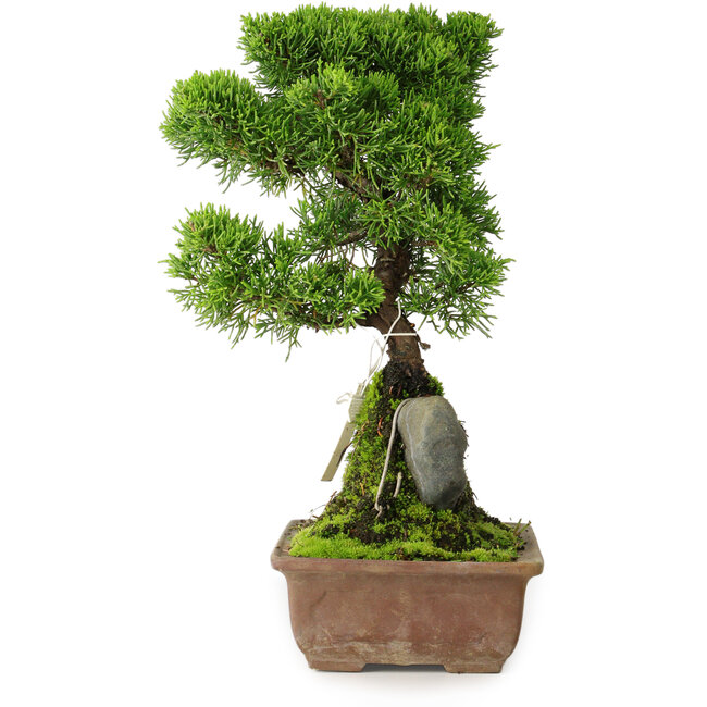 Juniperus chinensis Itoigawa, 30 cm, ± 9 jaar oud
