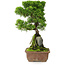 Juniperus chinensis Itoigawa, 30 cm, ± 9 años