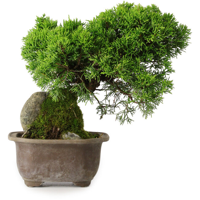 Juniperus chinensis Itoigawa, 24 cm, ± 9 Jahre alt
