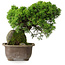 Juniperus chinensis Itoigawa, 24 cm, ± 9 Jahre alt