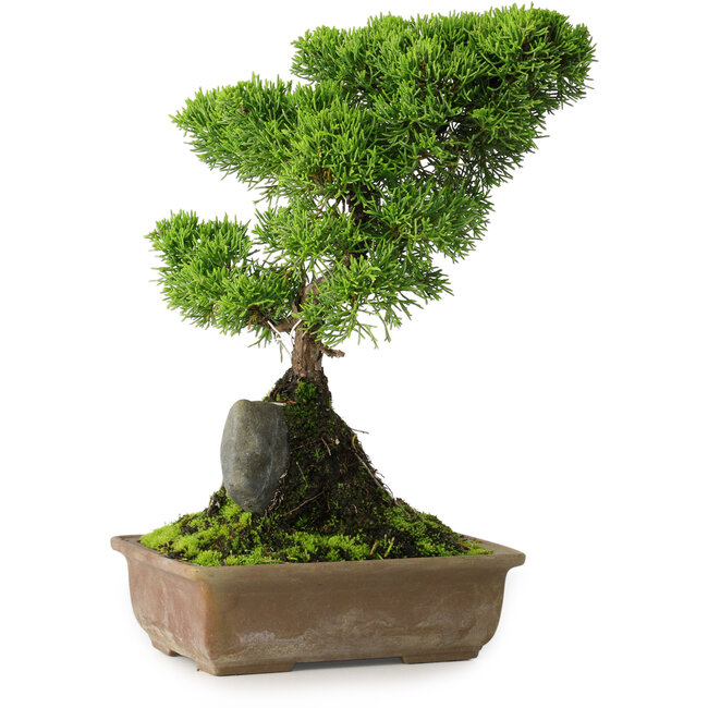 Juniperus chinensis Itoigawa, 30 cm, ± 9 ans