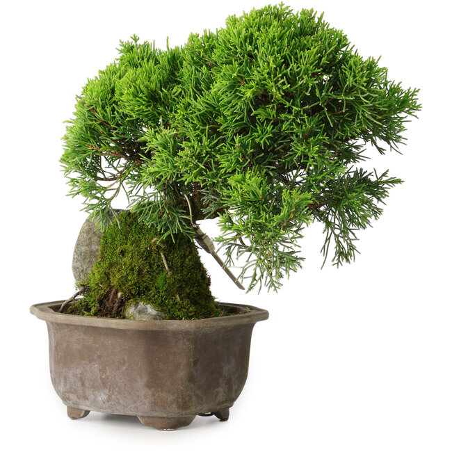 Juniperus chinensis Itoigawa, 24 cm, ± 9 anni