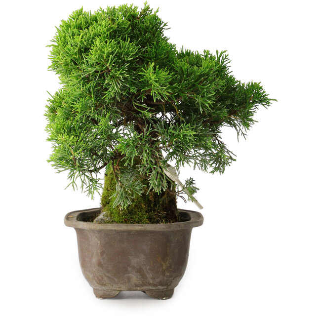 Juniperus chinensis Itoigawa, 24 cm, ± 9 Jahre alt