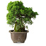 Juniperus chinensis Itoigawa, 24 cm, ± 9 anni