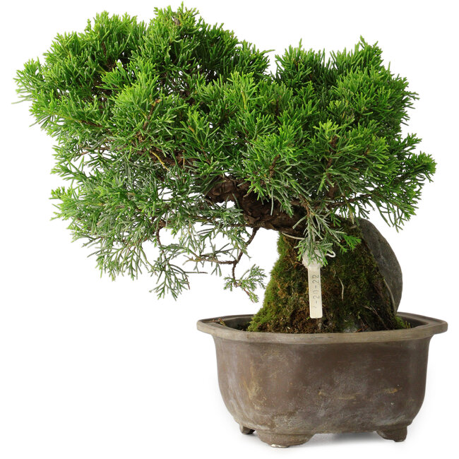 Juniperus chinensis Itoigawa, 24 cm, ± 9 anni
