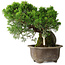 Juniperus chinensis Itoigawa, 24 cm, ± 9 anni