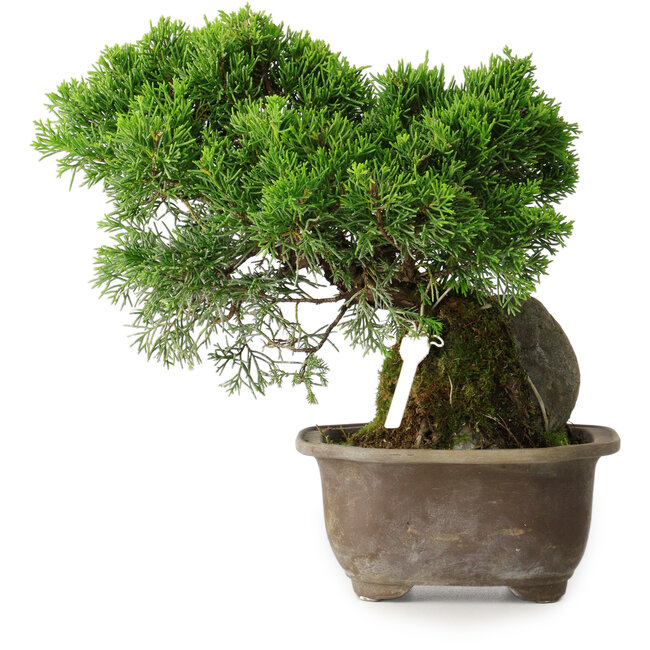 Juniperus chinensis Itoigawa, 24 cm, ± 9 anni