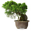 Juniperus chinensis Itoigawa, 24 cm, ± 9 Jahre alt