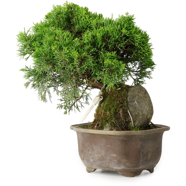 Juniperus chinensis Itoigawa, 24 cm, ± 9 anni
