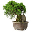 Juniperus chinensis Itoigawa, 24 cm, ± 9 Jahre alt