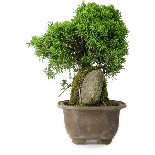 Juniperus chinensis Itoigawa, 24 cm, ± 9 Jahre alt