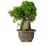 Juniperus chinensis Itoigawa, 24 cm, ± 9 Jahre alt