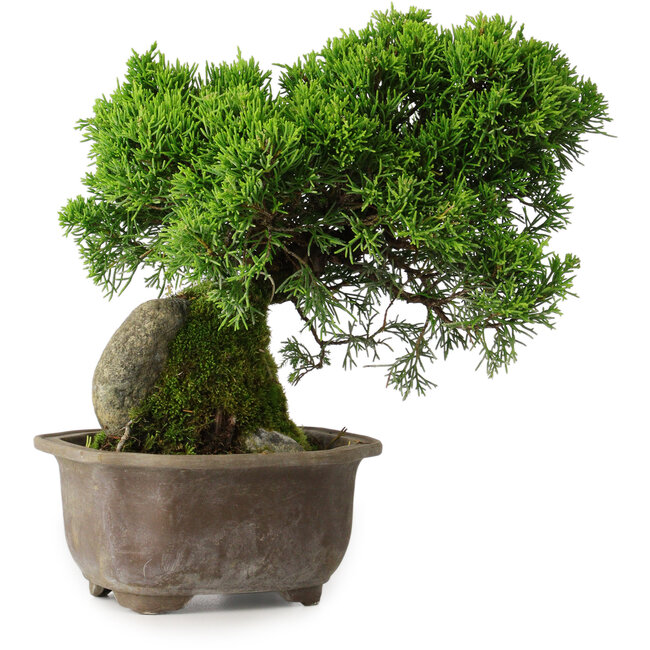 Juniperus chinensis Itoigawa, 24 cm, ± 9 anni
