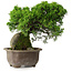 Juniperus chinensis Itoigawa, 24 cm, ± 9 anni