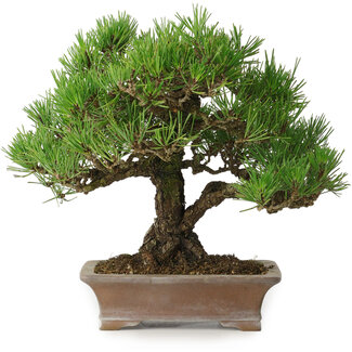 Zenigo Pinus thunbergii, 21 cm, ± 30 jaar oud