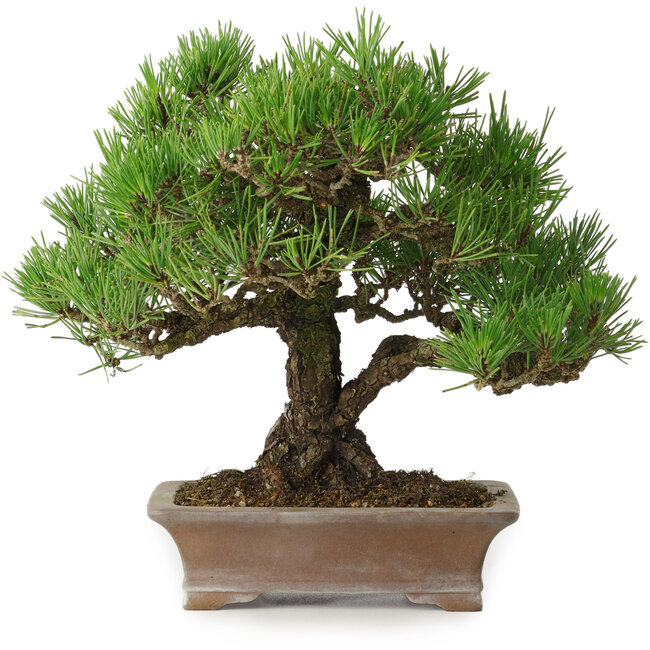 Pinus thunbergii, 21 cm, ± 30 años, en una maceta japonesa hecha a mano por Zenigo