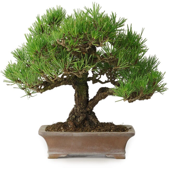 Pinus thunbergii, 21 cm, ± 30 jaar oud, in een handgemaakte Japanse pot van Zenigo