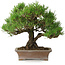 Pinus thunbergii, 21 cm, ± 30 anni, in un vaso giapponese fatto a mano da Zenigo