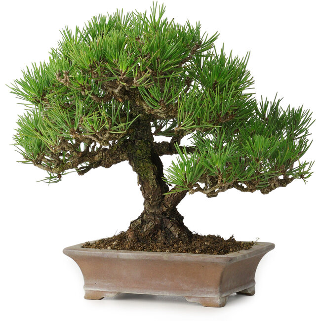 Pinus thunbergii, 21 cm, ± 30 years old, in a handmade Japanese pot by Zenigo