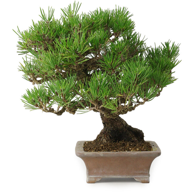 Pinus thunbergii, 21 cm, ± 30 Jahre alt, in einem handgefertigten japanischen Topf von Zenigo