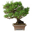 Pinus thunbergii, 21 cm, ± 30 Jahre alt, in einem handgefertigten japanischen Topf von Zenigo