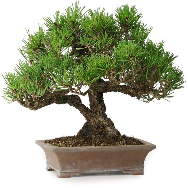 Pinus thunbergii, 21 cm, ± 30 ans, dans un pot japonais fait main par Zenigo