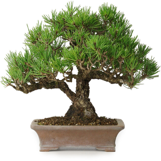 Pinus thunbergii, 21 cm, ± 30 anni, in un vaso giapponese fatto a mano da Zenigo