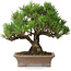 Pinus thunbergii, 21 cm, ± 30 years old, in a handmade Japanese pot by Zenigo