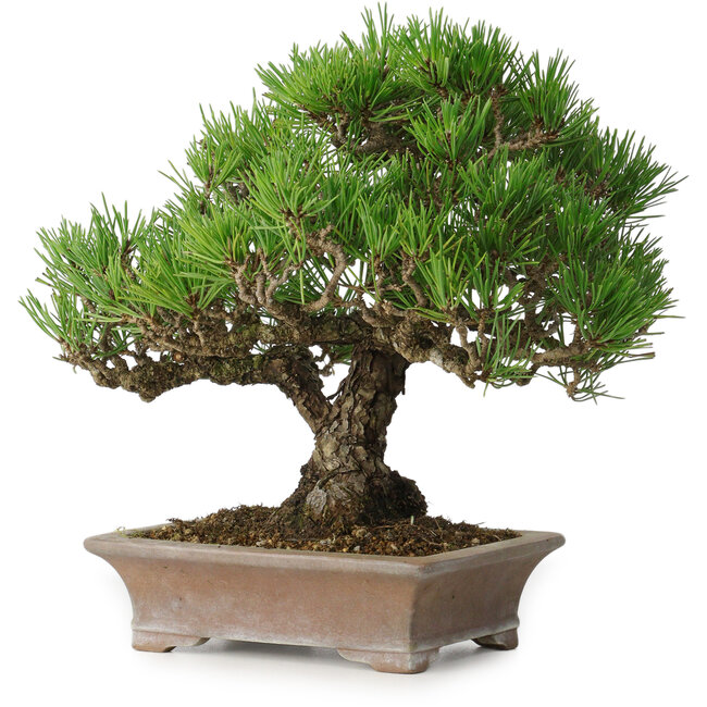 Pinus thunbergii, 21 cm, ± 30 ans, dans un pot japonais fait main par Zenigo