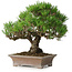 Pinus thunbergii, 21 cm, ± 30 jaar oud, in een handgemaakte Japanse pot van Zenigo
