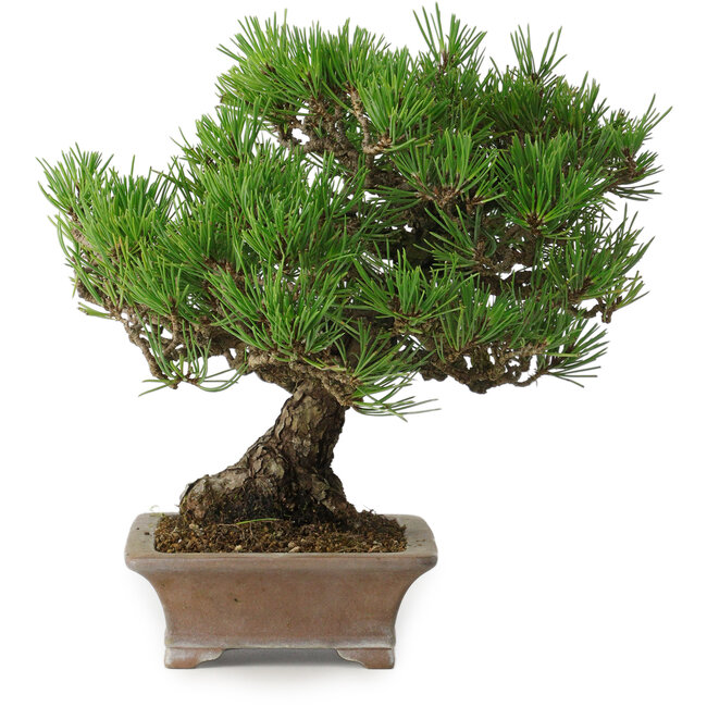 Pinus thunbergii, 21 cm, ± 30 years old, in a handmade Japanese pot by Zenigo