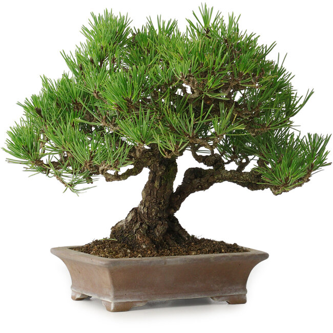 Pinus thunbergii, 21 cm, ± 30 ans, dans un pot japonais fait main par Zenigo