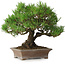 Pinus thunbergii, 21 cm, ± 30 anni, in un vaso giapponese fatto a mano da Zenigo