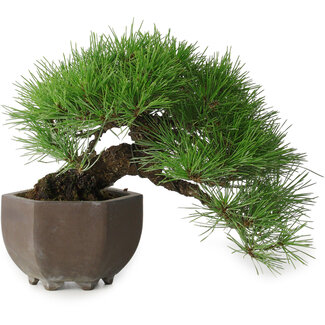 Tokoname Pinus thunbergii, 20 cm, ± 30 años