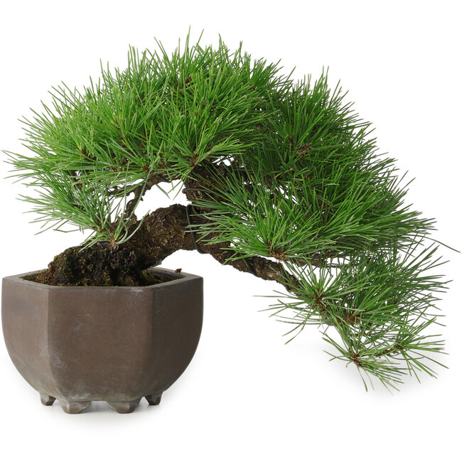 Pinus thunbergii, 20 cm, ± 30 años, con un nebari de 8 cm, en una maceta japonesa hecha a mano de la famosa ciudad de cerámica de bonsái Tokoname