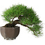 Pinus thunbergii, 20 cm, ± 30 anni, con un nebari di 8 cm, in un vaso giapponese fatto a mano dalla famosa città della ceramica bonsai Tokoname